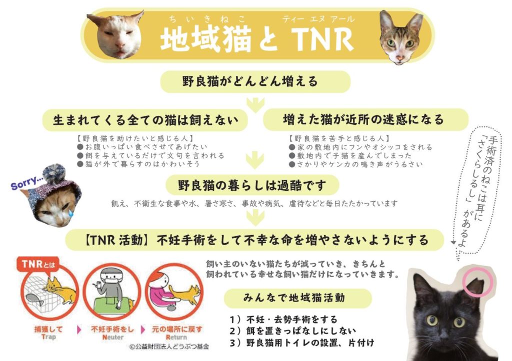地域猫とTNR